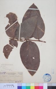 Specimen thumbnail